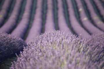 distesa di lavanda profumatissima a Valensole in Francia