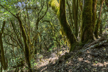 Fototapeta na wymiar Relict forest on the slopes of the mountain range of the Garajonay National Park. Giant Laurels and Tree Heather along narrow winding paths. Paradise for hiking. Travel postcard. La Gomera, Spain.
