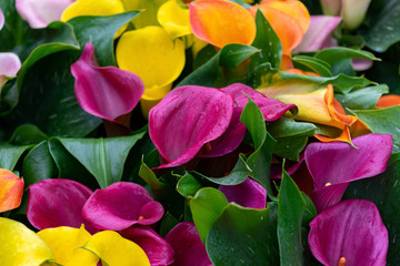 Fototapeta na wymiar Multicolored yellow, pink, orange, purple Calla flowers as a floral background.