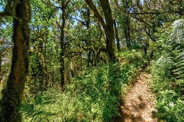 Obraz premium Relict forest on the slopes of the mountain range of the Garajonay National Park. Giant Laurels and Tree Heather along narrow winding paths. Paradise for hiking. Travel postcard. La Gomera, Spain.