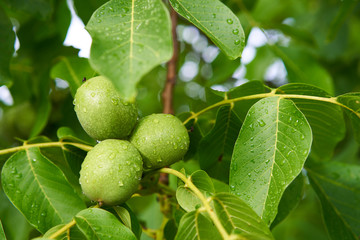Close up Picture of three unriped joung walnut fruits in geen nutshell on the branch of walnut tree with leaves during the summer sunny day just after the rain in the organic orchard.
