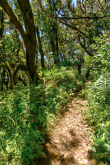Relict forest on the mountain range of the Garajonay National Park. Giant Laurels and Tree Heather along narrow winding paths. Paradise for hiking. Vertical. La Gomera, Spain.