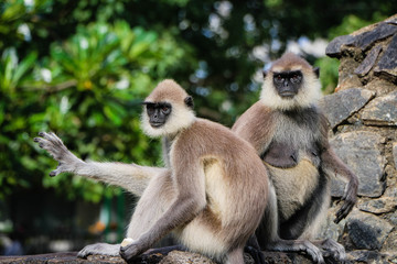 Monkey in Sri lanka 