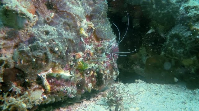 Banded Coral Shrimp Or Boxer Shrimp Or Cleaner Shrimp Underwater Macro Close Up Crawling On Colourful Coral Reef At Kalanggaman Island Phillipines Asia Cebu In Visayan Sea