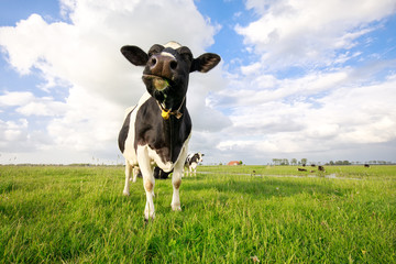 funny cute cow on tha pasture close up