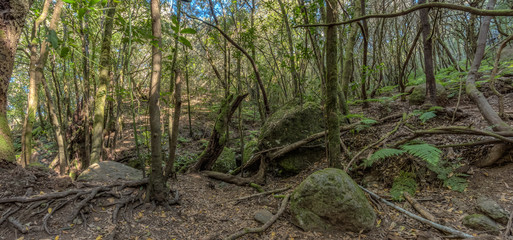 Super wide angle panorama. Relict forest on the slopes of the Garajonay National Park mountains. Giant Laurels and Tree Heather along narrow winding paths. Paradise for hiking. La Gomera, Spain.