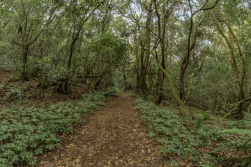 Super wide angle panorama. Relict forest on the slopes of the Garajonay National Park mountains. Giant Laurels and Tree Heather along narrow winding paths. Paradise for hiking. La Gomera, Spain.