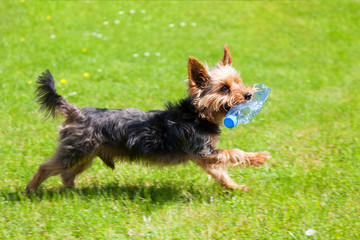 Yorkshire terrier running with a plastic bottle in his mouth. Concept of cleaning the environment of ubiquitous plastic.