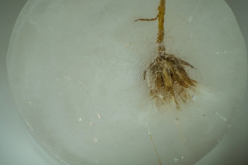 Dry dandelion frozen in ice close up