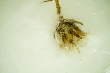 Dry dandelion frozen in ice close up