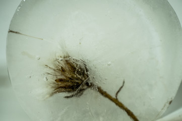 Dry dandelion frozen in ice close up
