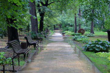 Path for walking pedestrians in a summer green city park after the rain