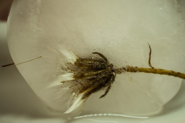 Dry dandelion frozen in ice close up