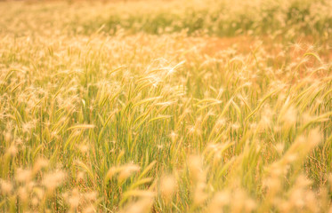 Wheat Field