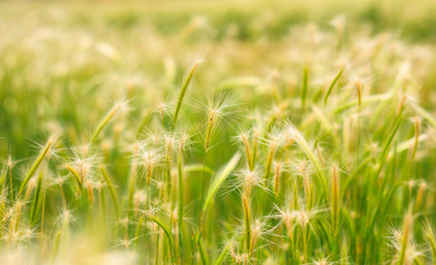 Wheat Field