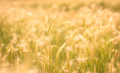 Wheat Field