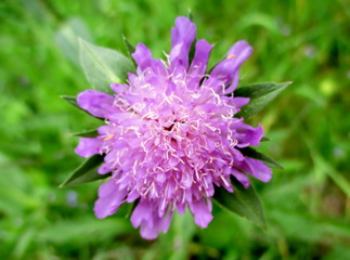Fleur mauve de scabieuse (knautie des champs). Gros plan sur fond d'herbe verte.