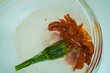  Frozen orange flower in ice in a transparent glass jar with small air bubbles close up