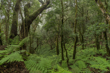 Obraz premium Relict forest on the slopes of the mountain range of the Garajonay National Park. Giant Laurels and Tree Heather along narrow winding paths. Paradise for hiking. Travel postcard. La Gomera, Spain.