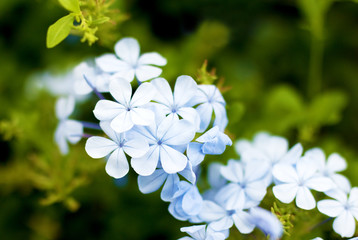 Closeup of blue flowers on a green background in the park