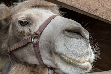 Portrait of a camel with a bridle in the aviary. Bactrian camel or Bactrian (Camelus bactrianus)...