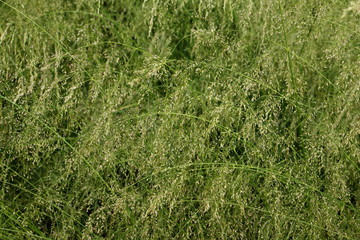 High green grass, texture for background