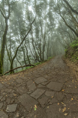 Relict forest on the slopes of the mountain range of the Garajonay National Park. Giant Laurels and Tree Heather along narrow winding paths. Paradise for hiking. Travel postcard. La Gomera, Spain.