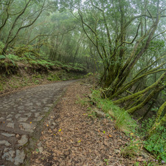 Relict forest on the slopes of the mountain range of the Garajonay National Park. Giant Laurels and Tree Heather along narrow winding paths. Paradise for hiking. Travel postcard. La Gomera, Spain.