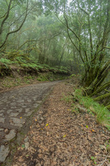 Obraz premium Relict forest on the slopes of the mountain range of the Garajonay National Park. Giant Laurels and Tree Heather along narrow winding paths. Paradise for hiking. Travel postcard. La Gomera, Spain.