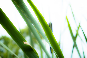 Fototapeta premium Background of stems of cattail on a background of blue sky. Summer. Sunny day. The coastal aquatic plant grows wild along the muddy shores of rivers, lakes, ponds, old ladies, canals and reservoirs, a