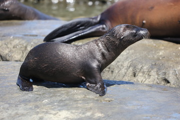 California sea lion