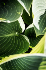 Obraz premium Shapes in Nature