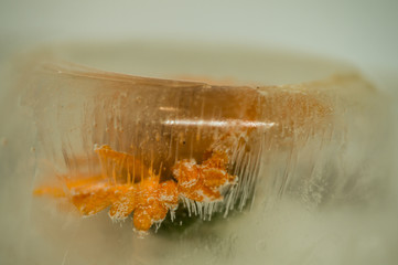  Frozen yellow flower in ice close-up with small air bubbles close-up