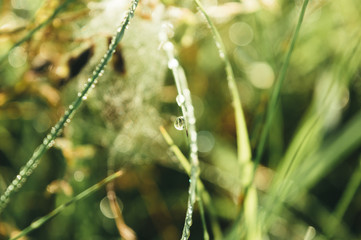 Water Drops on Grass