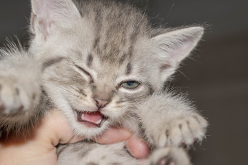 Gray striped kitten with big eyes cute for design