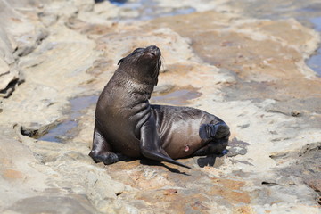California sea lion