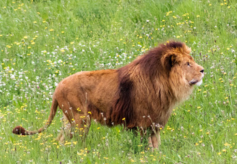 a family of lions walking and resting in their green grass enclosure