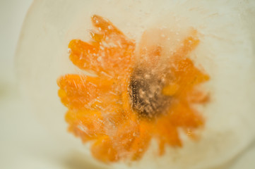 Frozen yellow flower in ice close-up with small air bubbles close-up