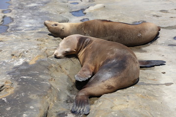California sea lion
