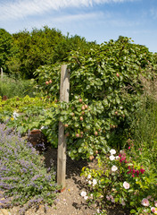 Fototapeta na wymiar Pears growing in the kitchen garden at Tintinhull gardens Somerset