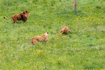 a family of lions walking and resting in their green grass enclosure