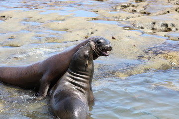California sea lion