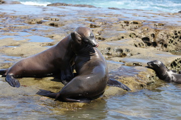 California sea lion