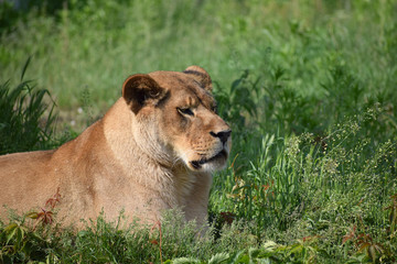 Obraz na płótnie Canvas lion animal female zoo