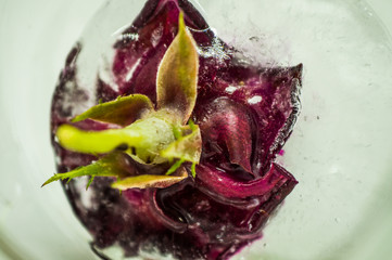 Frozen burgundy rose in ice in a transparent glass jar close-up