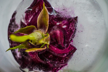 Frozen burgundy rose in ice in a transparent glass jar close-up