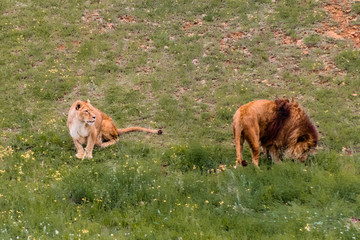 Naklejka premium a family of lions walking and resting in their green grass enclosure