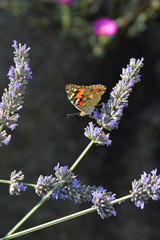 La Vanessa Cardui, bella farfalla colorata, sul fiore della lavanda