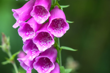Foxglove © UniquePhotoArts