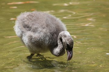 Flamingo chick